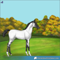 Horse Color:Blue Roan Near Fewspot 