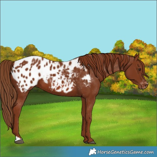 Horse Color:Chestnut Appaloosa 