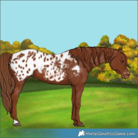 Horse Color:Chestnut Appaloosa