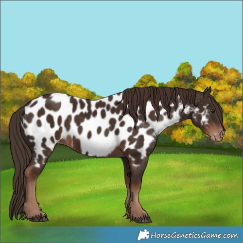 Horse Color:Liver Chestnut Appaloosa