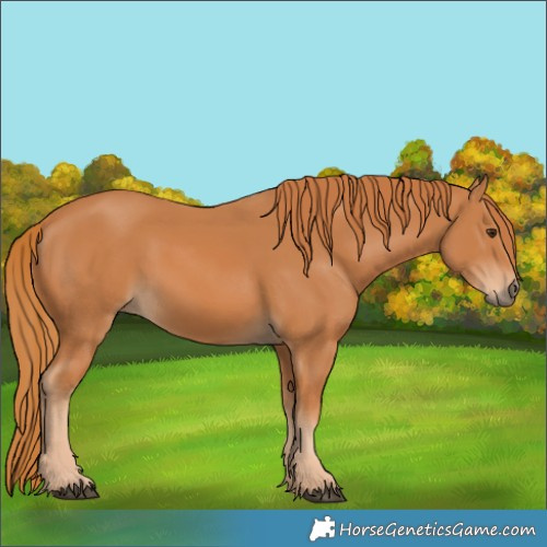Horse Color:Chestnut 