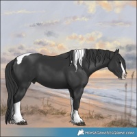 Horse Color:Black Splash Tobiano 