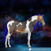 Horse Color:Painted Buckskin Tobiano 