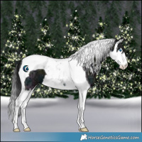 Horse Color:Midnight Black Ice Splash Tobiano 