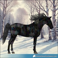Horse Color:Midnight Black Ice