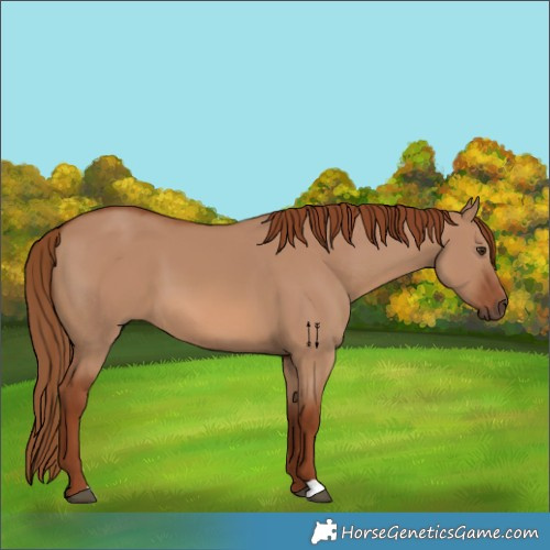 Horse Color:Red Dun 