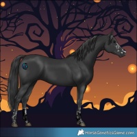 Horse Color:Black 