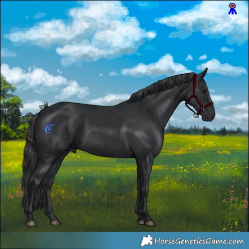 Horse Color:Black 