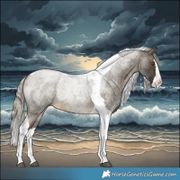 Horse Color:Silver Buckskin Roan Splash Tobiano 