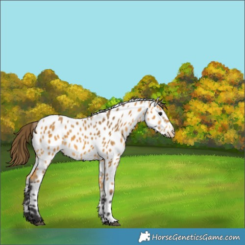 Horse Color:Buckskin Appaloosa 