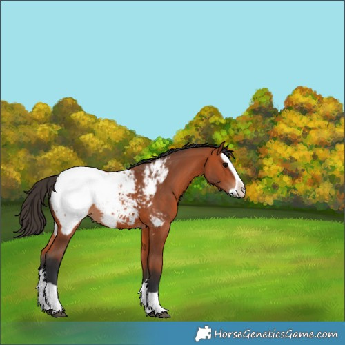 Horse Color:Bay Splash Snowcap 