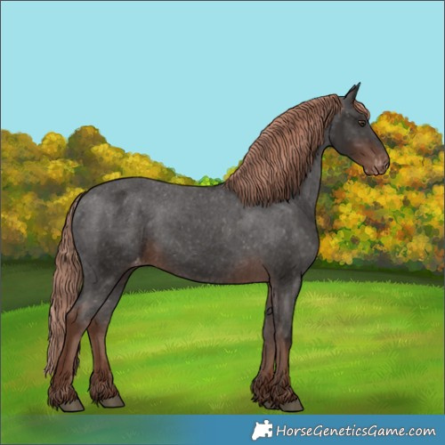 Horse Color:Liver Chestnut Appaloosa 