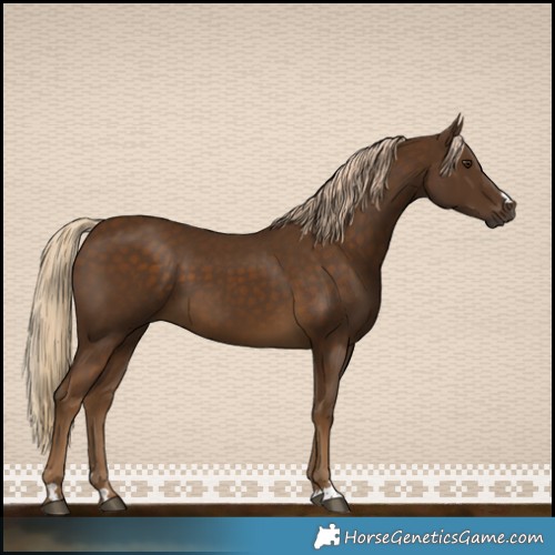 Horse Color:Chocolate Palomino 