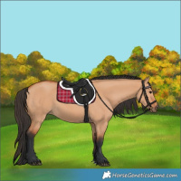 Horse Color:Bay Dun