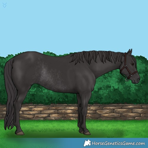 Horse Color:Smoky Black Rabicano 