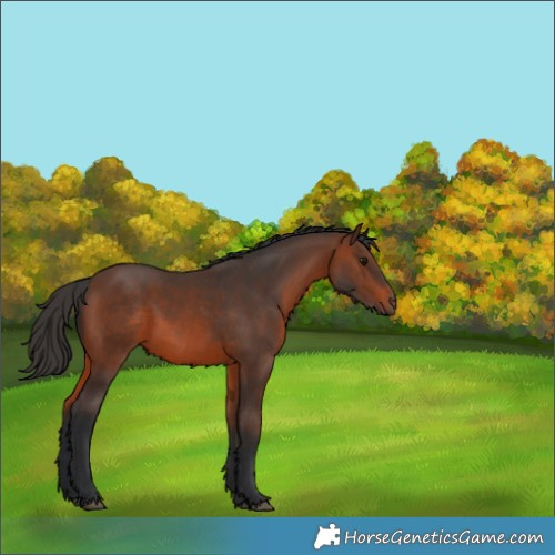 Horse Color:Brown Rabicano 