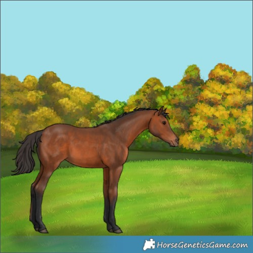 Horse Color:Bay 