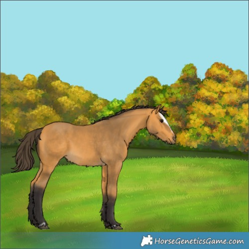 Horse Color:Buckskin Sabino 
