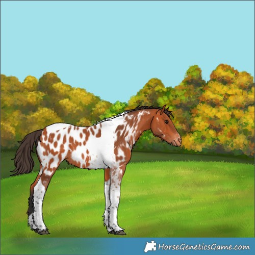 Horse Color:Bay Tobiano Appaloosa 