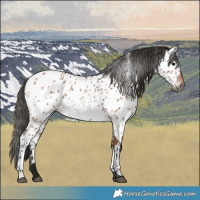 Horse Color:Gray Bay Near Leopard