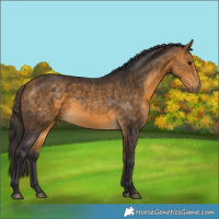Horse Color:Buckskin 