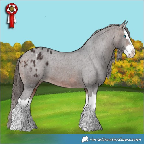 Horse Color:Brown Splash Appaloosa 