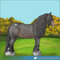 Horse Color:Brown Appaloosa 