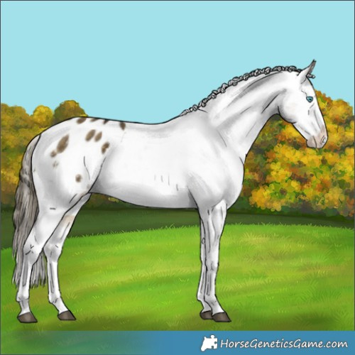 Horse Color:Buckskin Dun Splash Appaloosa 