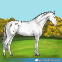 Horse Color:Buckskin Dun Splash Varnish 