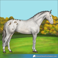 Horse Color:Buckskin Dun Splash Appaloosa 