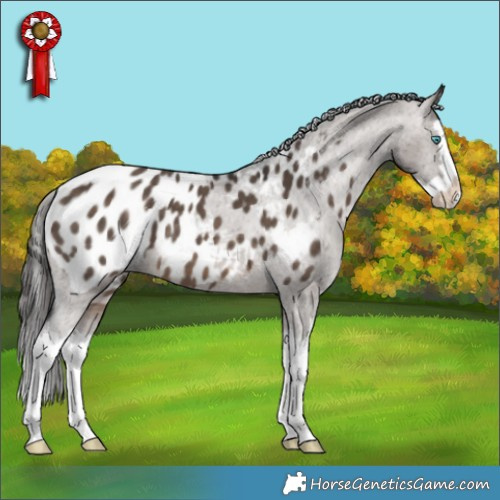 Horse Color:Brown Dun Splash Appaloosa 