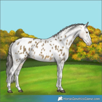 Horse Color:Buckskin Dun Splash Appaloosa 