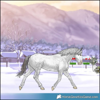 Horse Color:Liver Chestnut Sabino Splash Appaloosa