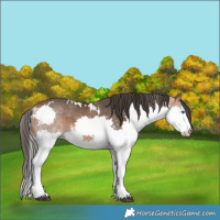 Horse Color:White Spotted Bay Splash