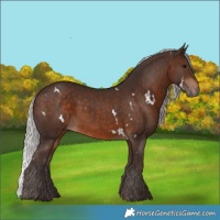 Horse Color:White Spotted Silver Brown
