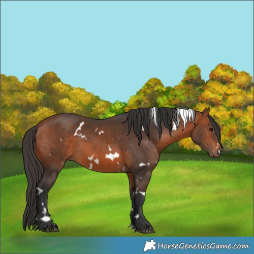 Horse Color:White Spotted Bay 