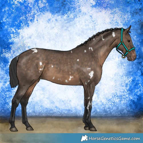Horse Color:White Spotted Brown Dun Appaloosa Rabicano 