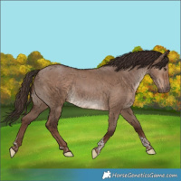 Horse Color:Liver Red Dun Tobiano Rabicano 