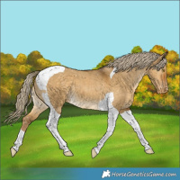 Horse Color:Chocolate Palomino Dun Tobiano Appaloosa