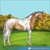 Horse Color:Chocolate Palomino Dun Tobiano Appaloosa