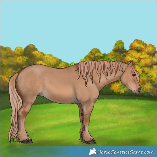 Horse Color:White Spotted Red Dun 