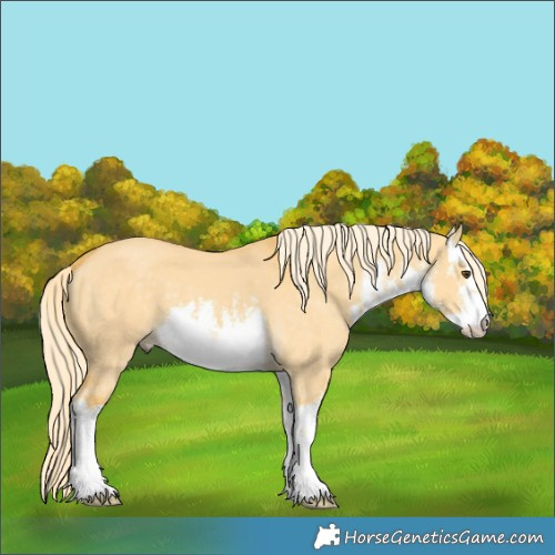 Horse Color:White Spotted Palomino Dun 