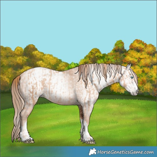 Horse Color:Gold Champagne Pearl Rabicano and Gray Gold Champagne Pearl Rabicano