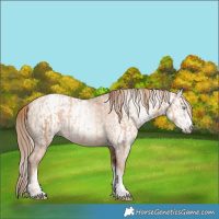 Horse Color:Gold Champagne Pearl Rabicano and Gray Gold Champagne Pearl Rabicano