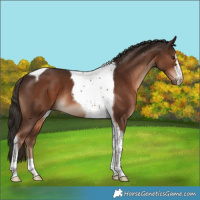 Horse Color:Liver Chestnut Tobiano 