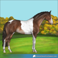 Horse Color:Liver Chestnut Tobiano 