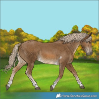 Horse Color:Chocolate Palomino Tobiano Rabicano