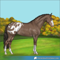 Horse Color:Liver Red Dun Appaloosa Brindle