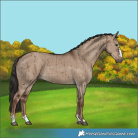 Horse Color:Liver Red Dun Brindle 