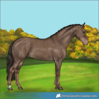 Horse Color:Liver Red Dun Varnish Brindle 